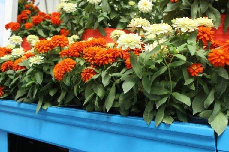 Flower care