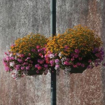 Peonies and foliage