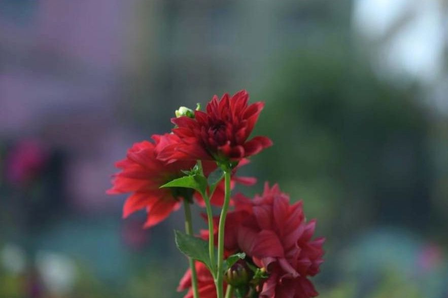 Ribbon and flower detail